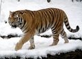 Balmanischer Tiger.jpg
