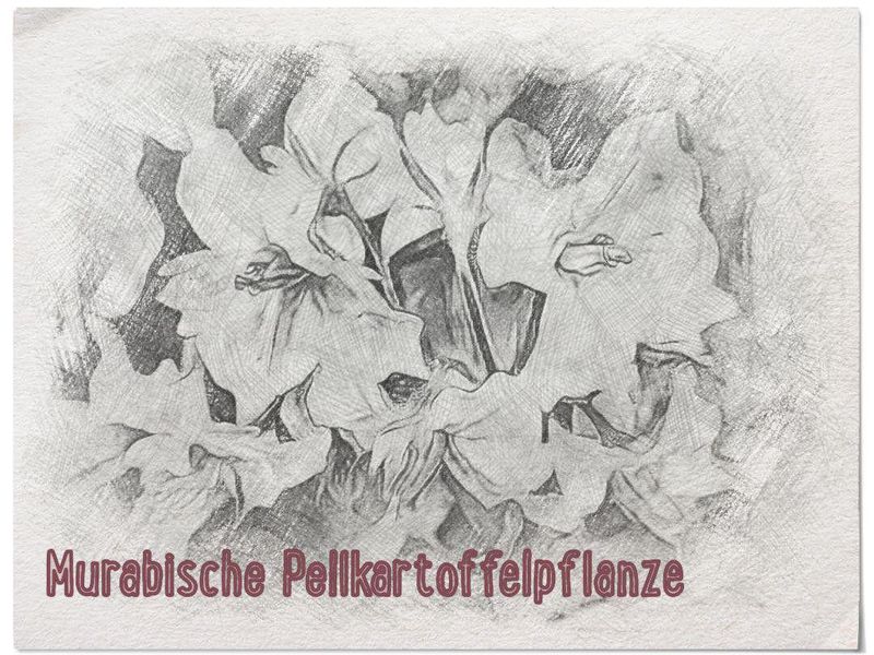 Datei:Murabische Pellkartoffelpflanze.jpg