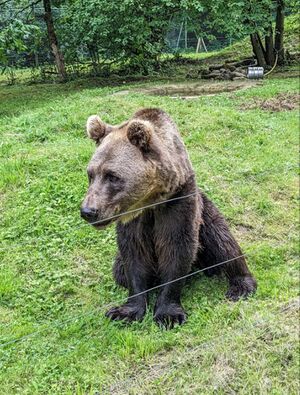 Balmanischer Zaunbär.jpg